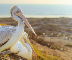 Birds Couple
