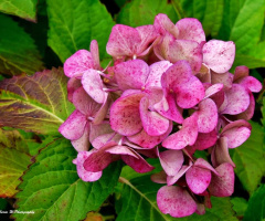HYDRANGEA