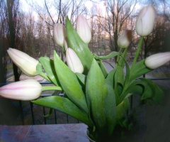 SPRING TULIPS IN WINDOW