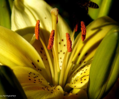 INSIDE THE LILIUM