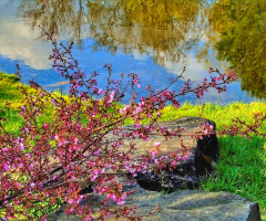 SPRING HAS COME