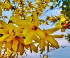 FORSYTHIA