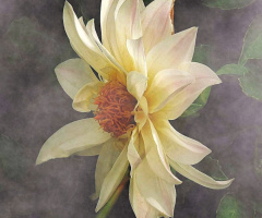 DAHLIA 