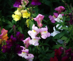 COLORFUL SNAPDRAGON 