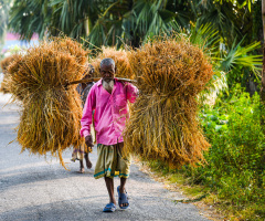Bangladeshi Farmer