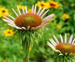 ECHINACEA PURPUREA