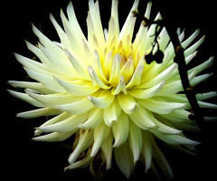 DAHLIA