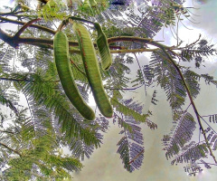 TREE SEED PODS