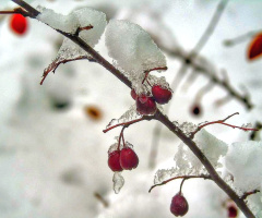 IN THE SNOW