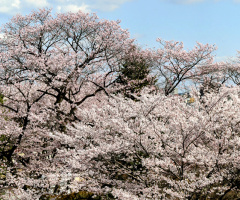 Spring
