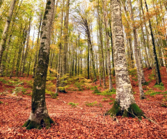 MEVSİM SANAT OLUNCA  (2)