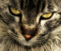 KEDİ GÖZÜ