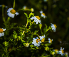 Papatya (Daisy)