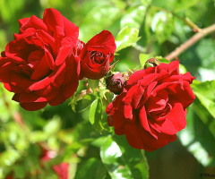 Roses