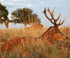 Deer showing his power
