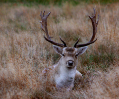 Young Deers relaxing