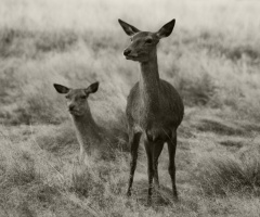 Young females deers relaxing in the hay