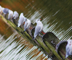 Artistic Birds::)))