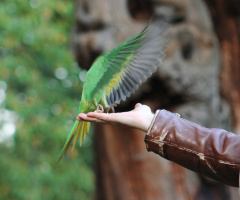 Landing parrot