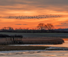 The Flight of Wild Geese