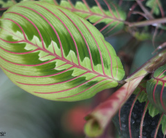 Maranta