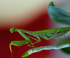 Peygamber Devesi / Mantis