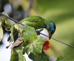 Blue-throated Barbet (Megalaima asiatica)