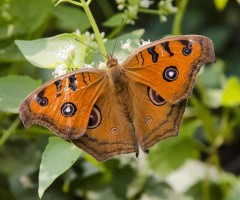 Peacock Pansy (Junonia almana)