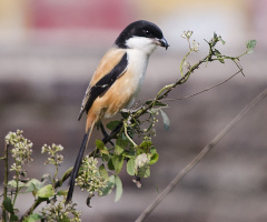 Long-tailed shrike (Lanius schach)