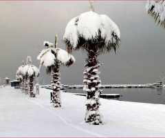 Palmiye & Kar