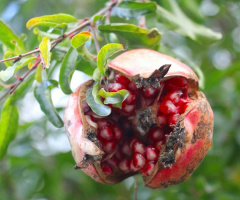 Pomegranate