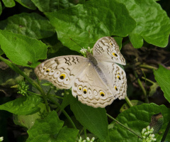 The Gray Pansy or Grey Pansy (Junonia atlites)