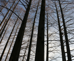 metasequoia