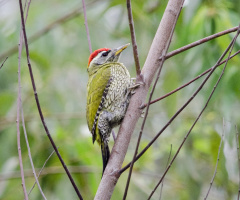Streak-Throated Woodpecker (male)