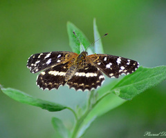 Soft Butterfly
