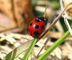 ladybug