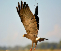 Airborne