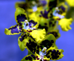 yellow in blue