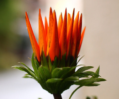 gazania