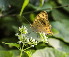 Peacock Pansy (Junonia almana)