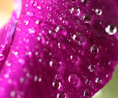 splashed jewels