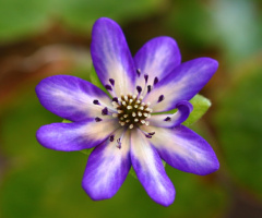 hepatica