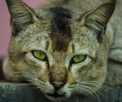 The Eyes