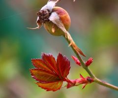 rose sprout