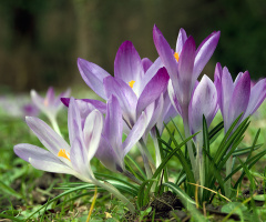 Crocuses