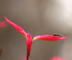 ant