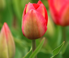 tulip