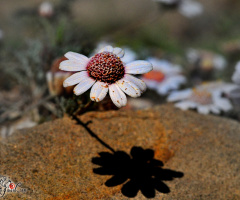 Anthemis tricolor