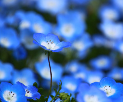 blue