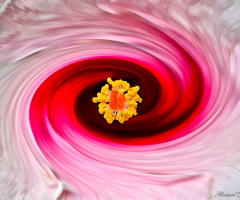 Cristal Flower